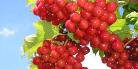 Kako posaditi viburnum na lokaciji u jesen, proljeće